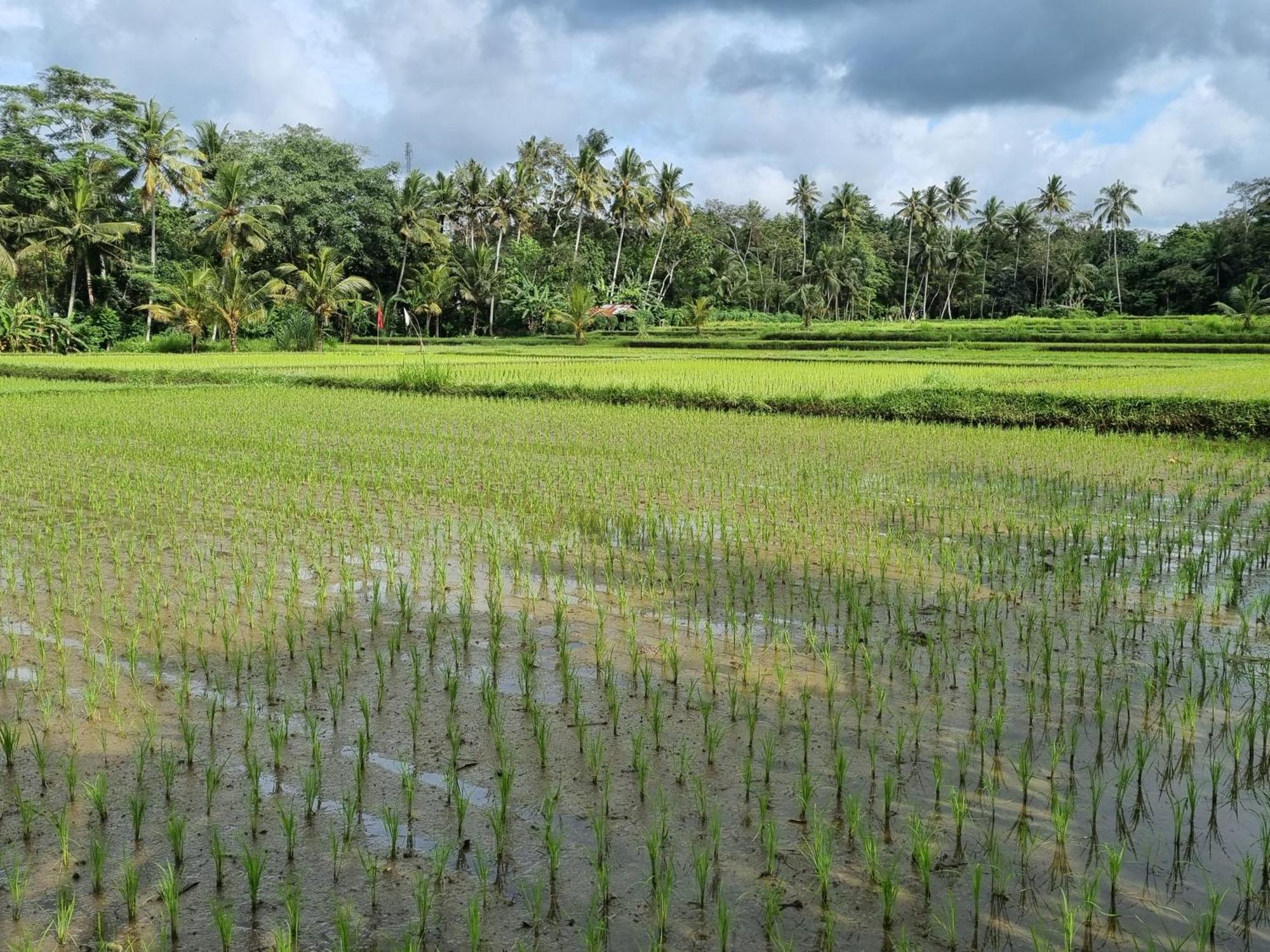 New 4 Bedroom Villa Surrounded By Jungle And Ricefields Ubud  Luaran gambar