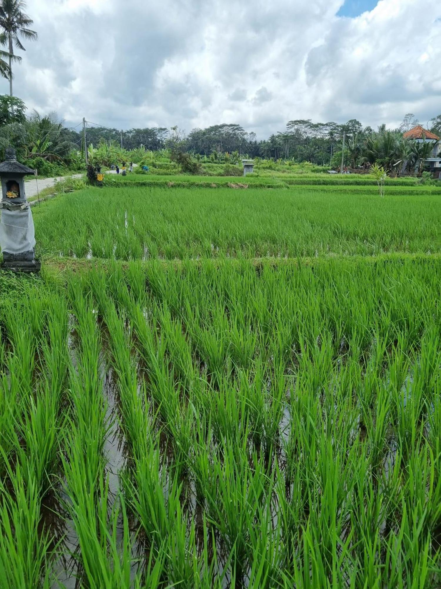 New 4 Bedroom Villa Surrounded By Jungle And Ricefields Ubud  Luaran gambar